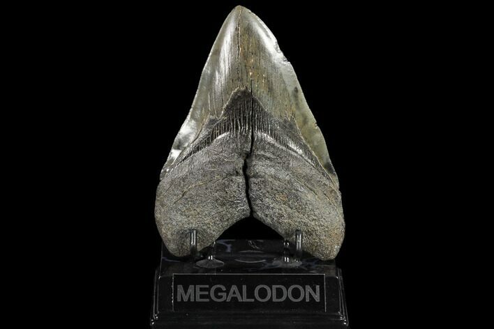 Huge, Fossil Megalodon Tooth - South Carolina #119398